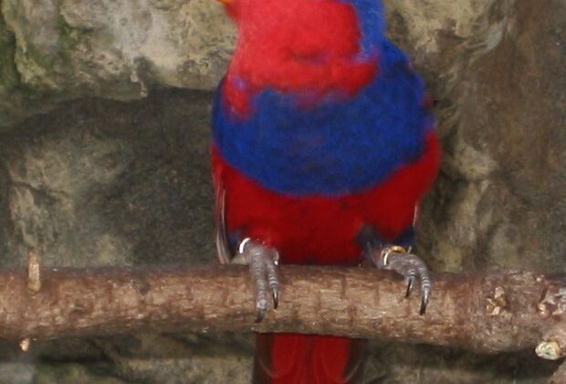 Red-and-blue Lory