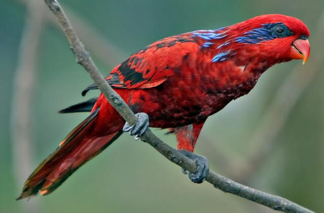 Blue-streaked Lory
