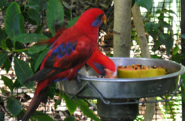 Blue-eared Lory