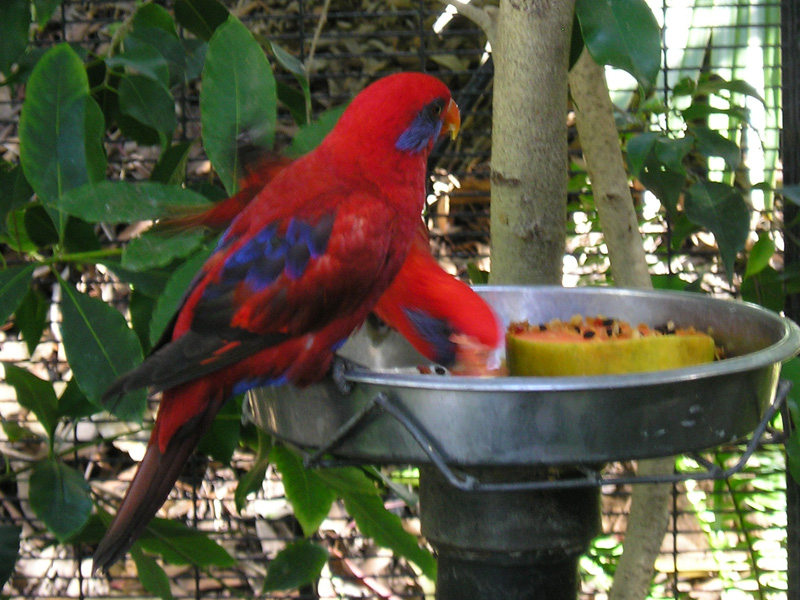 Blue-eared Lory