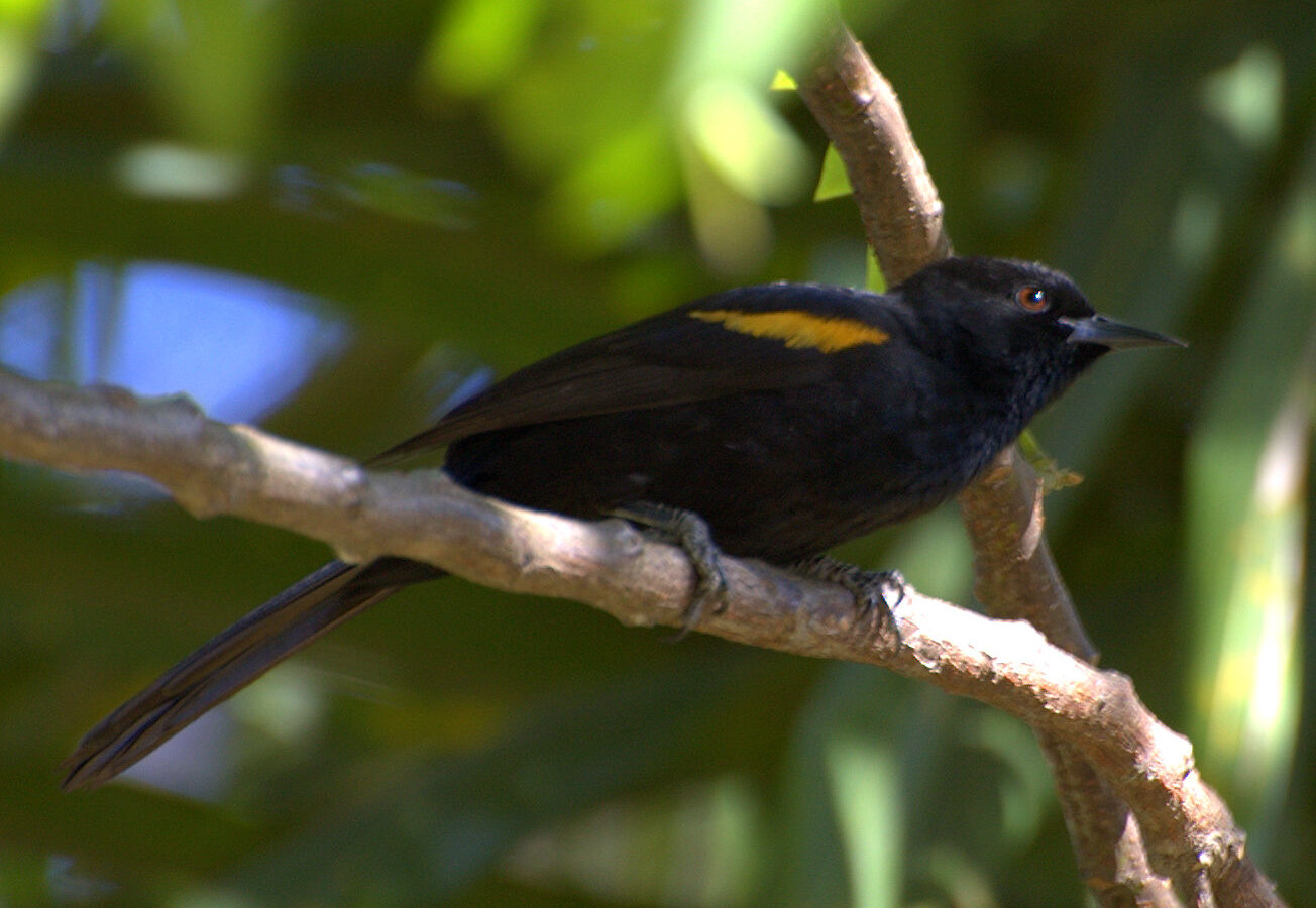 Variable Oriole