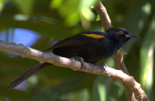 Variable Oriole