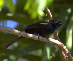 Epaulet Oriole