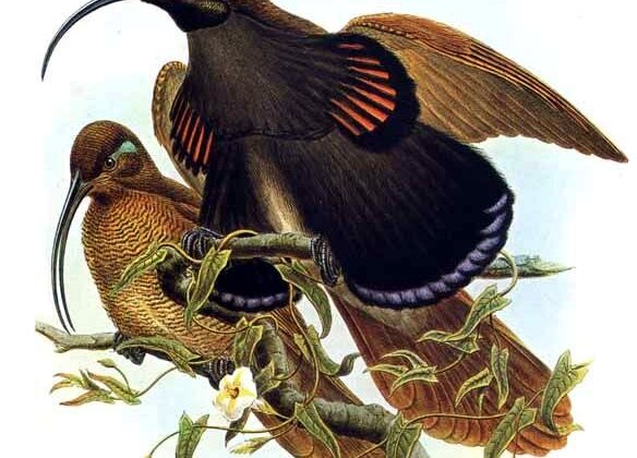 Black-billed Sicklebill