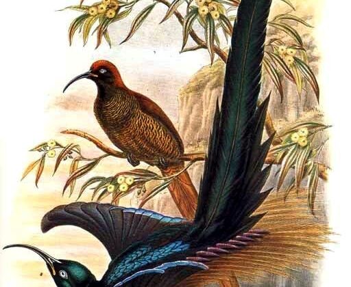 Brown Sicklebill