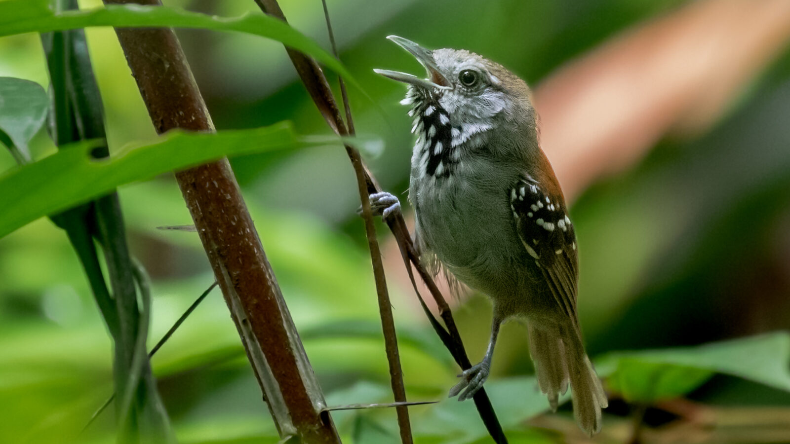 Rio Madeira Stipplethroat