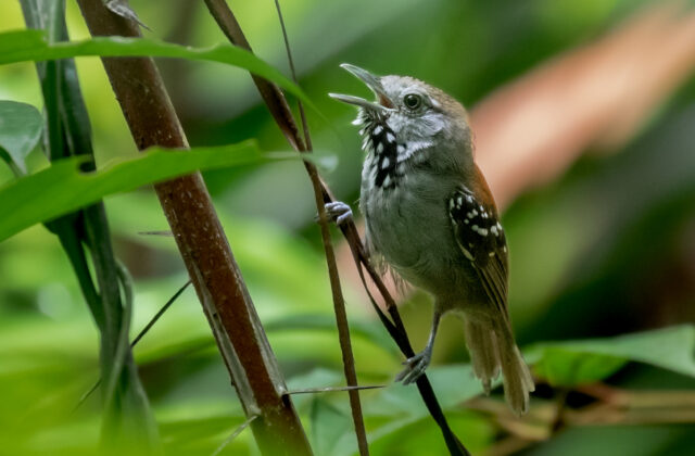 Rio Madeira Stipplethroat