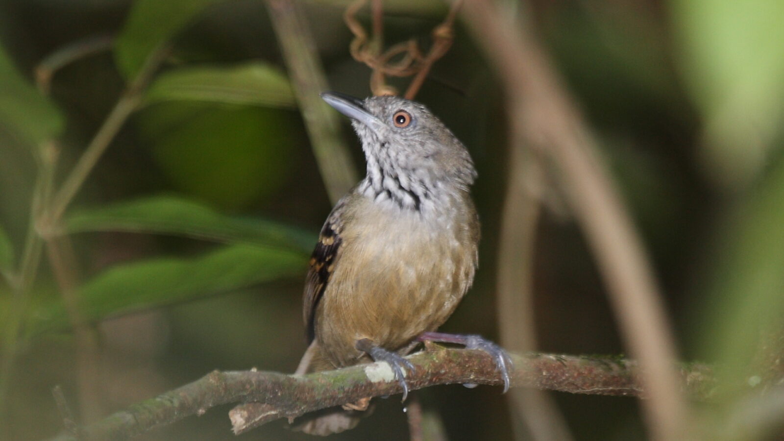 Checker-throated Stipplethroat