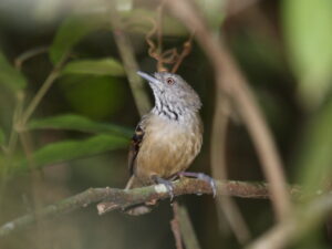 Checker-throated Stipplethroat