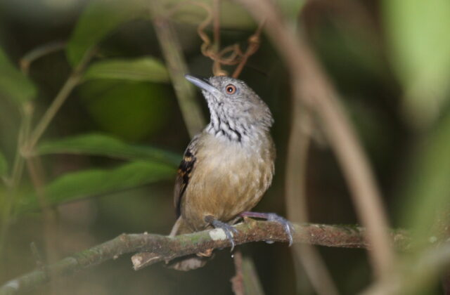 Checker-throated Stipplethroat