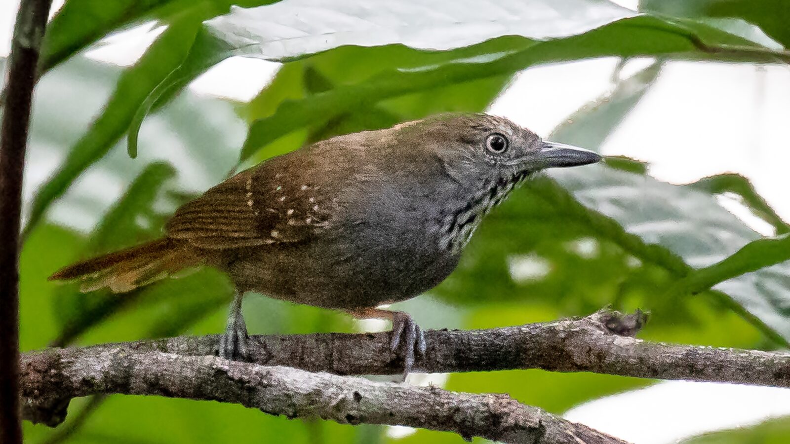 Brown-bellied Stipplethroat