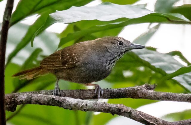 Brown-bellied Stipplethroat