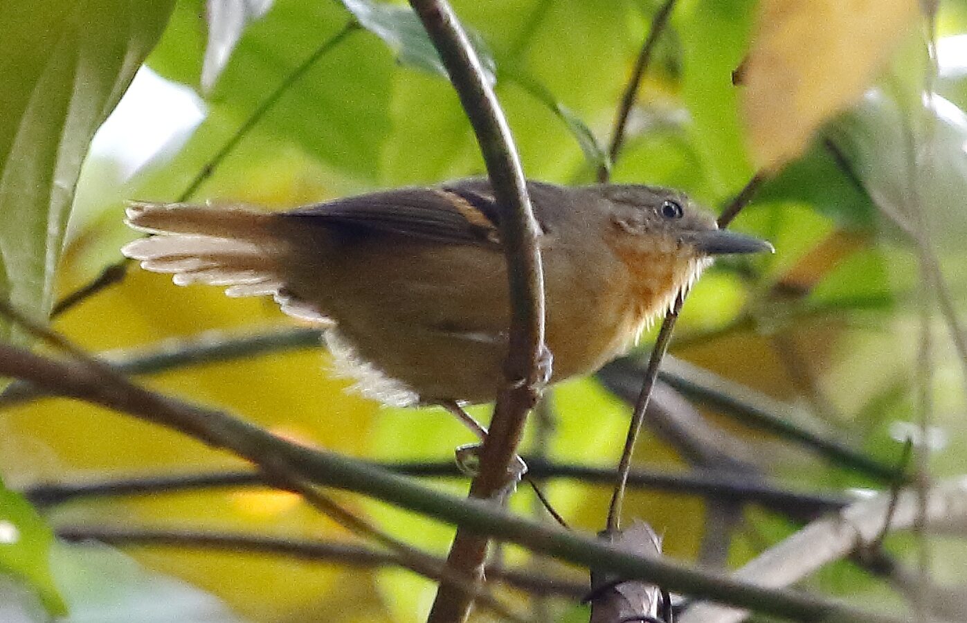 White-eyed Stipplethroat