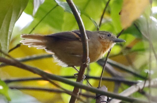 White-eyed Stipplethroat