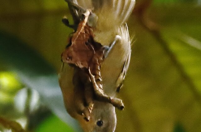 Ornate Stipplethroat