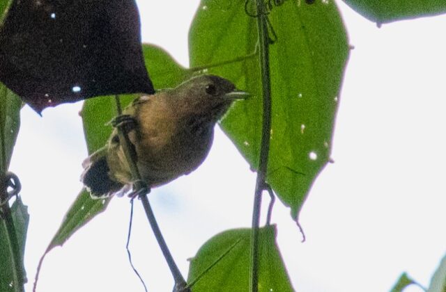 Foothill Stipplethroat