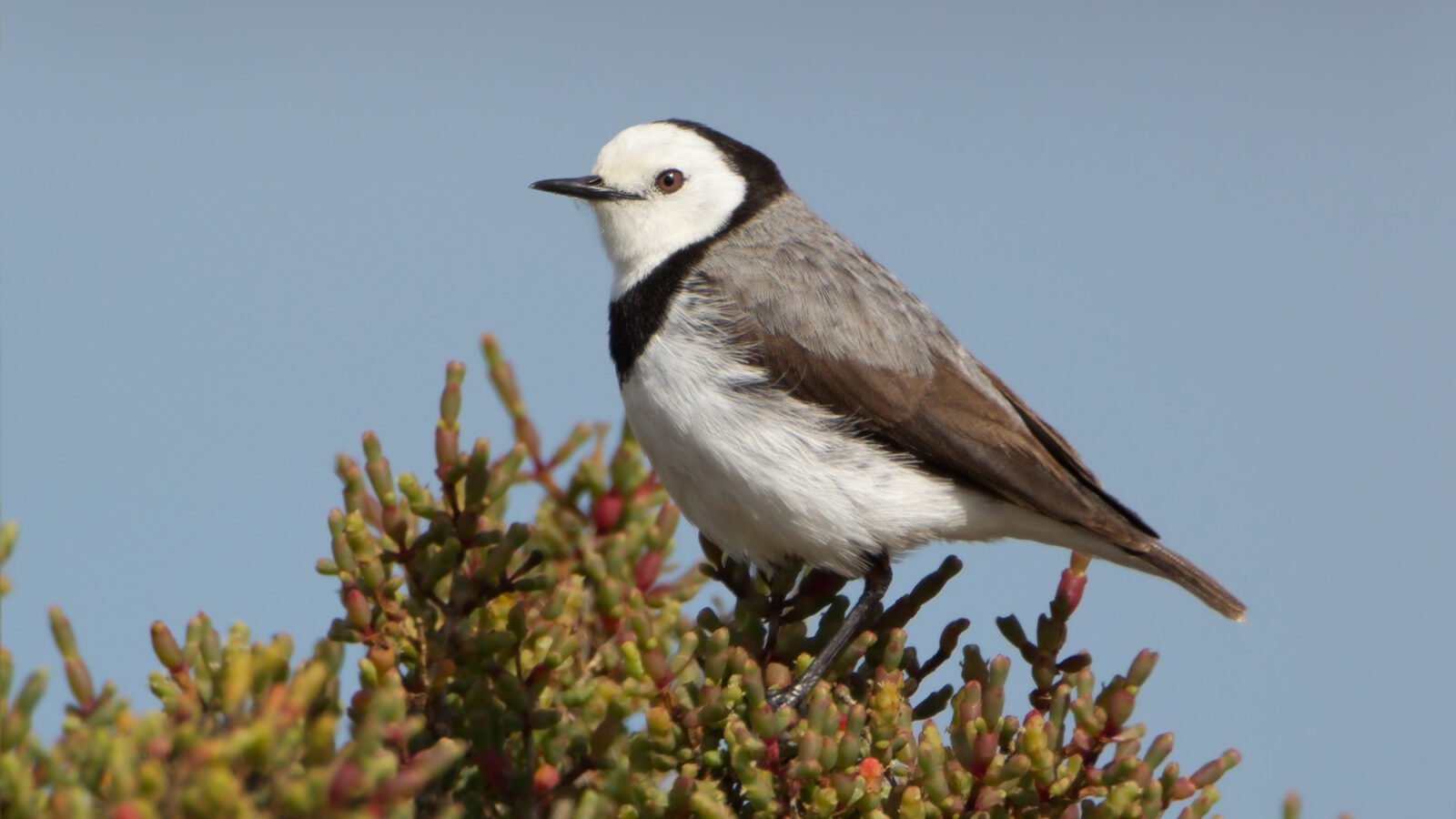 White-fronted Chat
