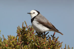 White-fronted Chat