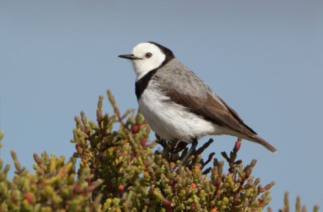 White-fronted Chat