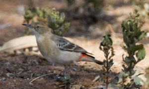 Crimson Chat