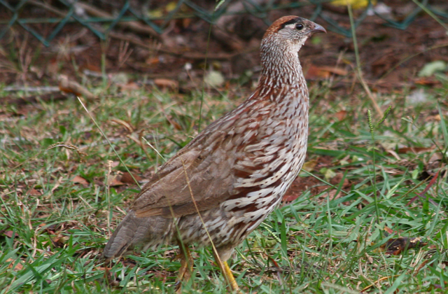Erckel’s Spurfowl
