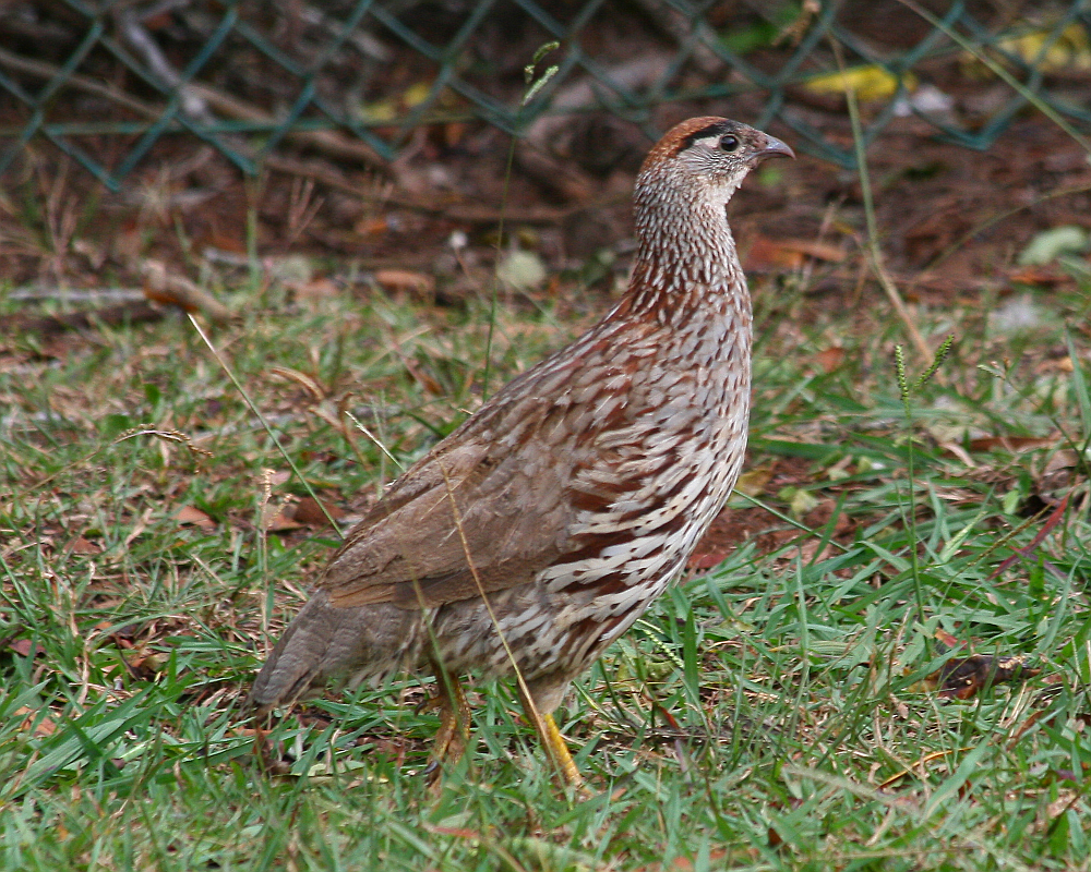 Erckel’s Spurfowl