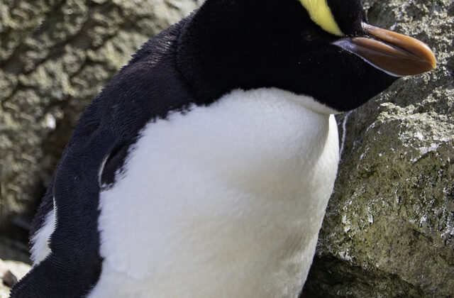 Erect-crested Penguin