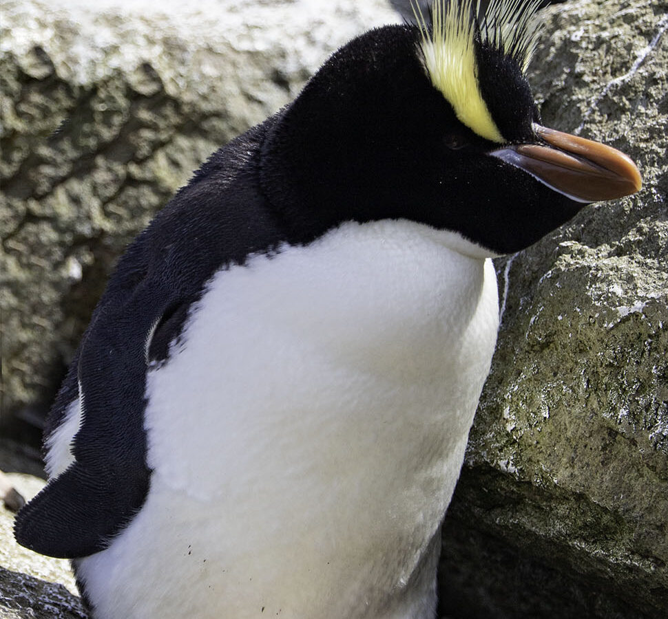 Erect-crested Penguin
