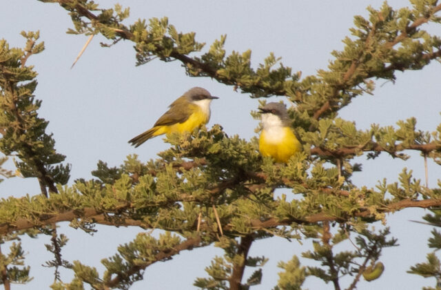 Green-backed Eremomela