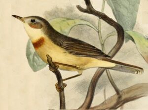 Burnt-necked Eremomela