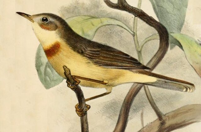 Burnt-necked Eremomela