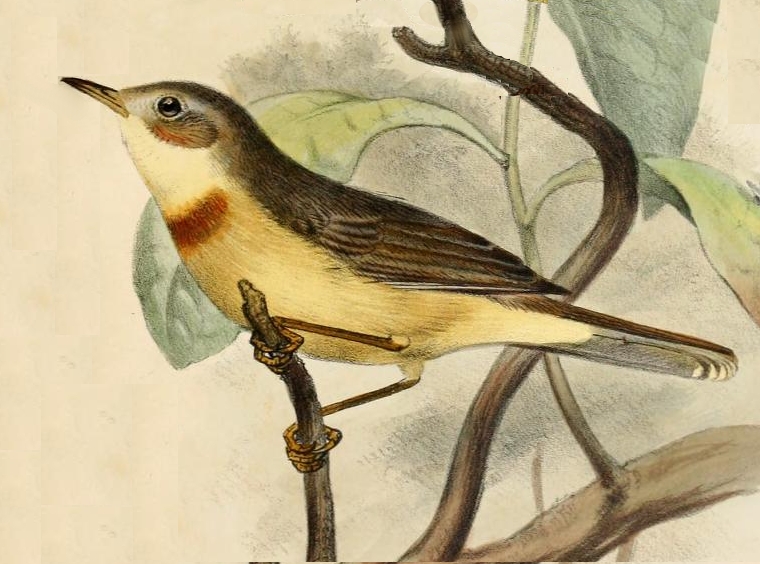 Burnt-necked Eremomela