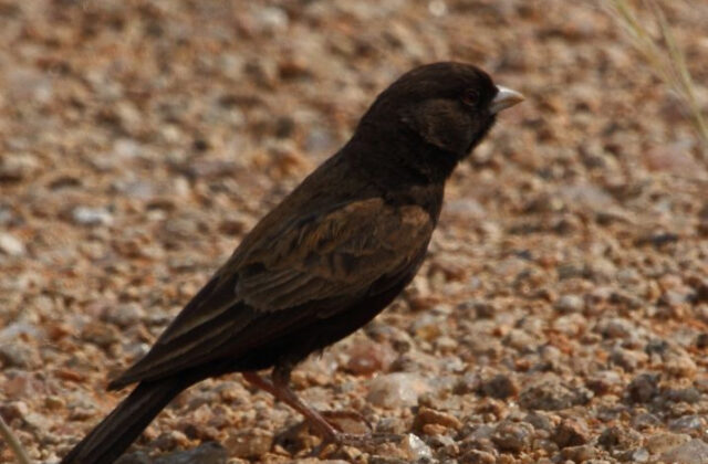 Black-eared Sparrow-Lark