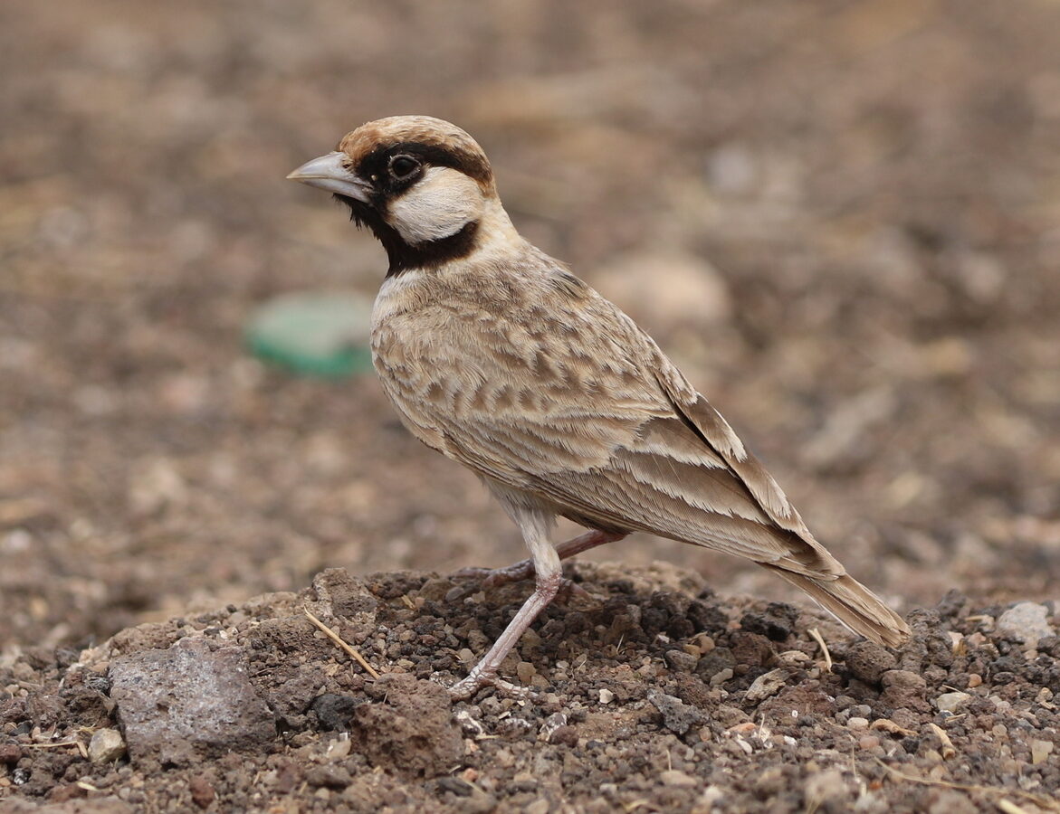 Fischer’s Sparrow-Lark
