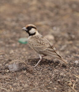 Fischer’s Sparrow-Lark