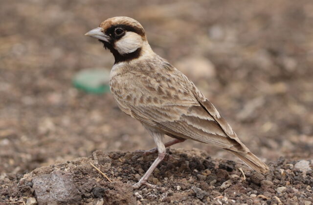 Fischer’s Sparrow-Lark