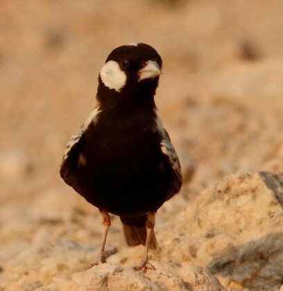 Grey-backed Sparrow-Lark