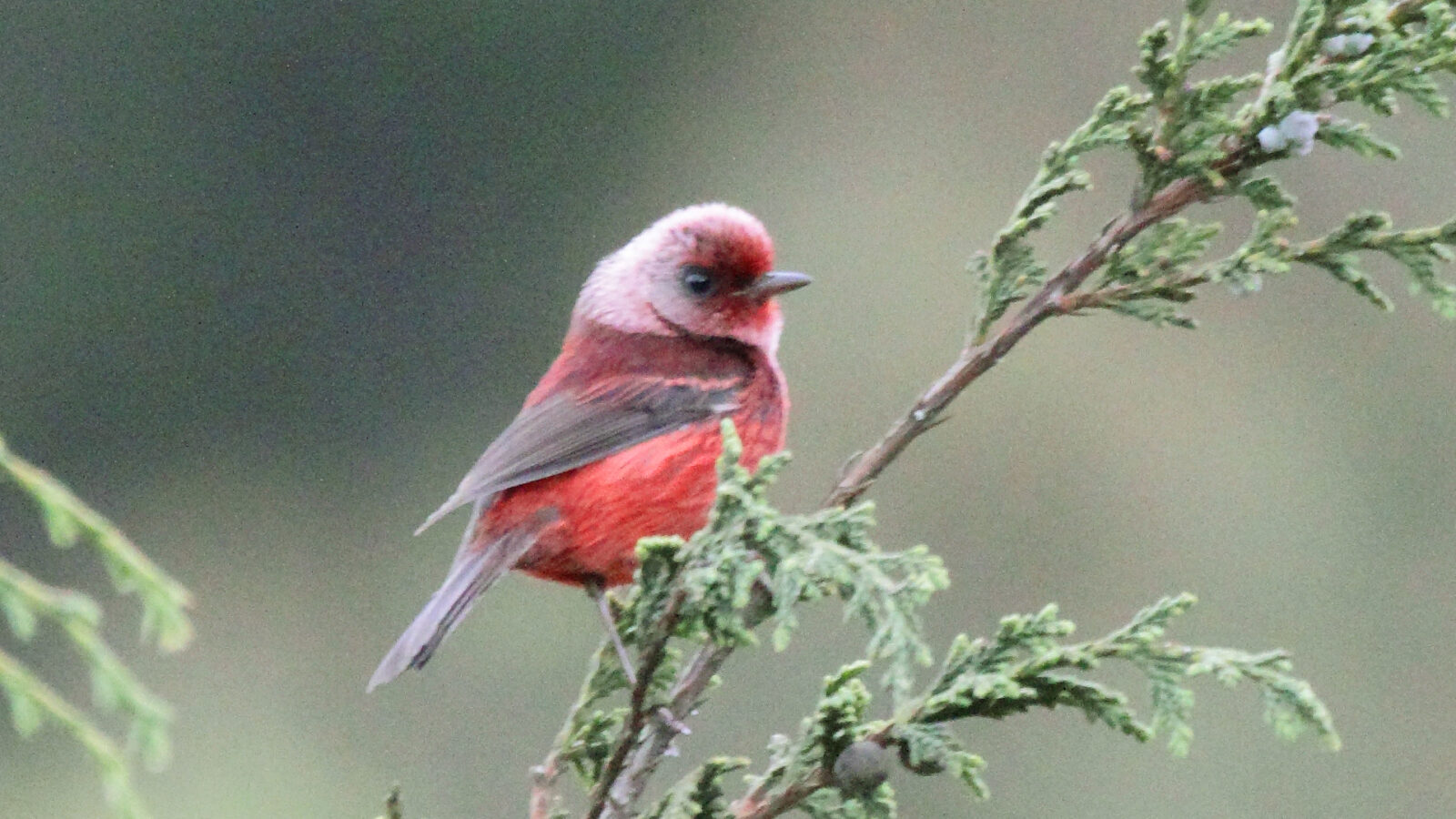 Pink-headed Warbler