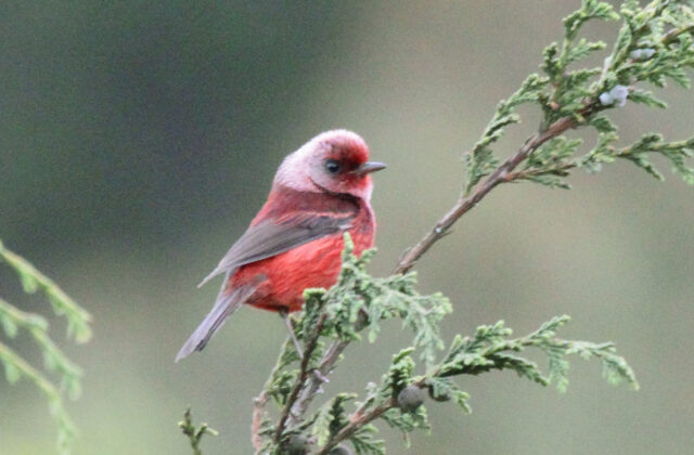 Pink-headed Warbler