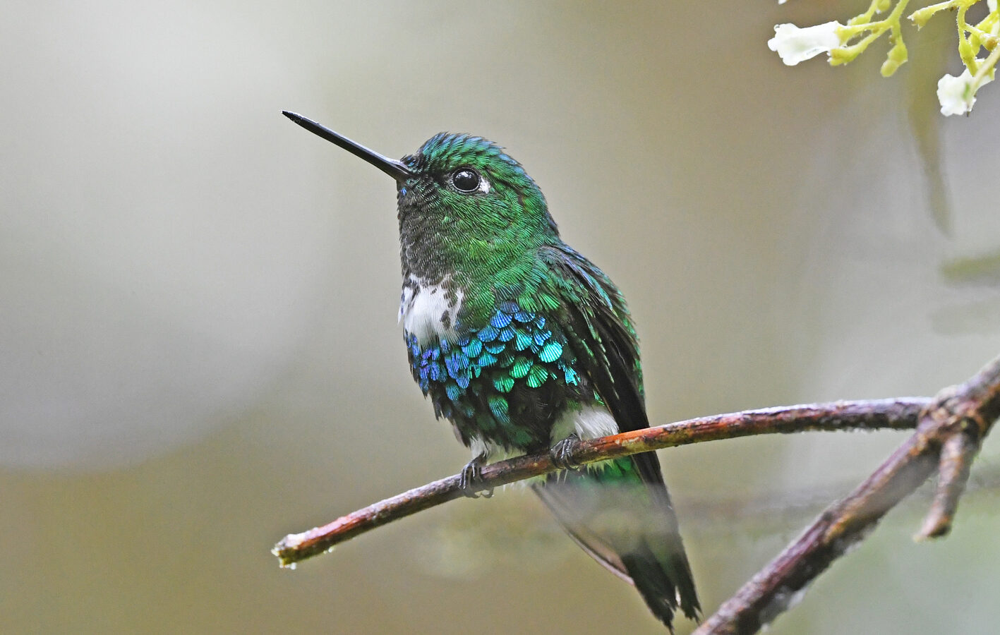 Emerald-bellied Puffleg
