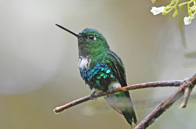 Emerald-bellied Puffleg