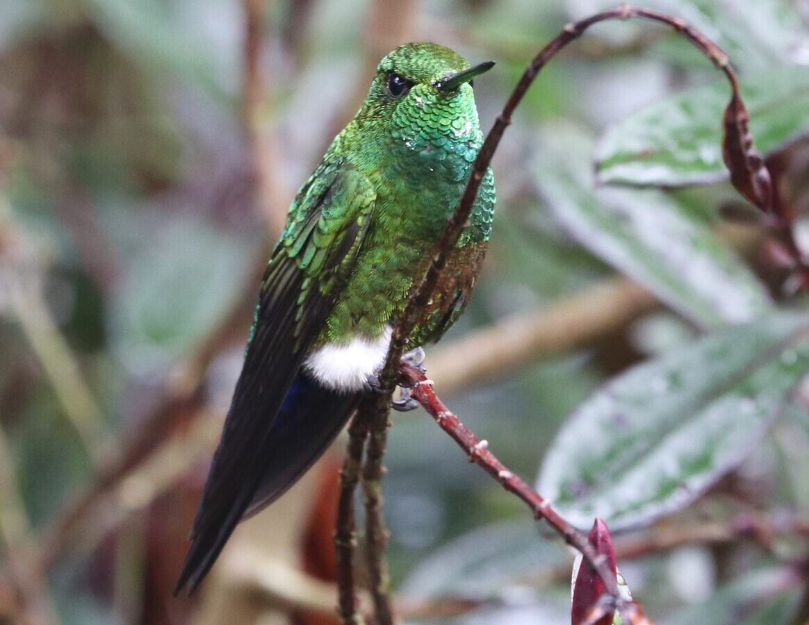 Coppery-bellied Puffleg