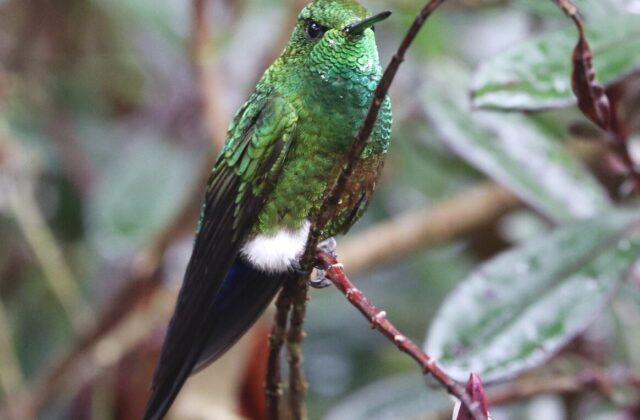 Coppery-bellied Puffleg