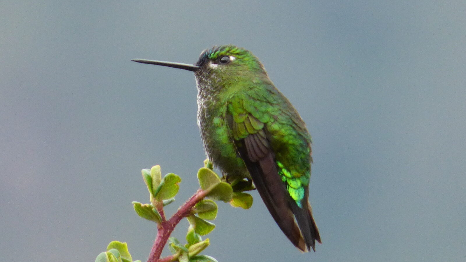 Black-thighed Puffleg