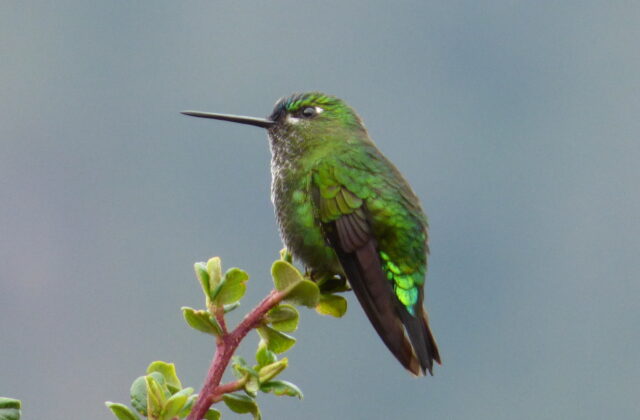 Black-thighed Puffleg