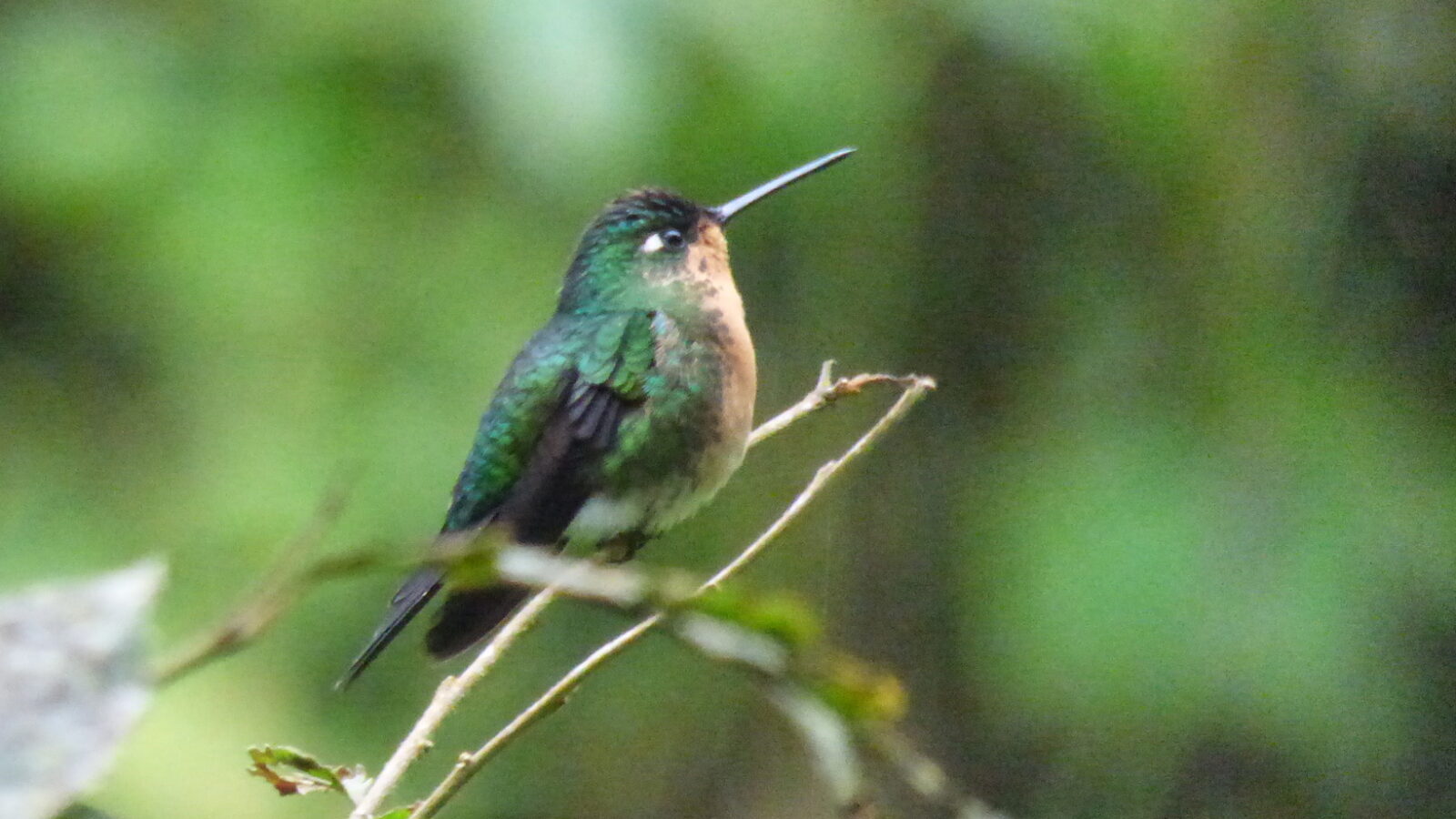 Blue-capped Puffleg
