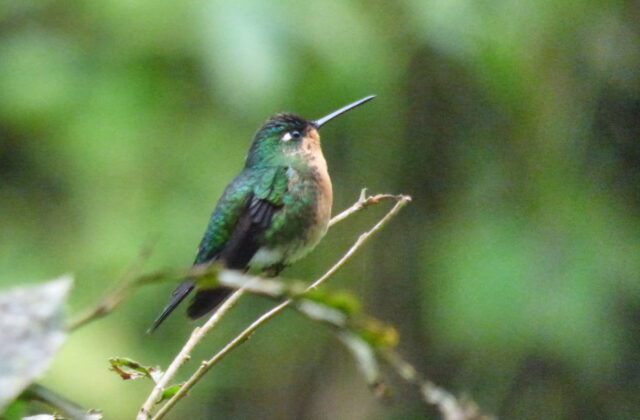 Blue-capped Puffleg