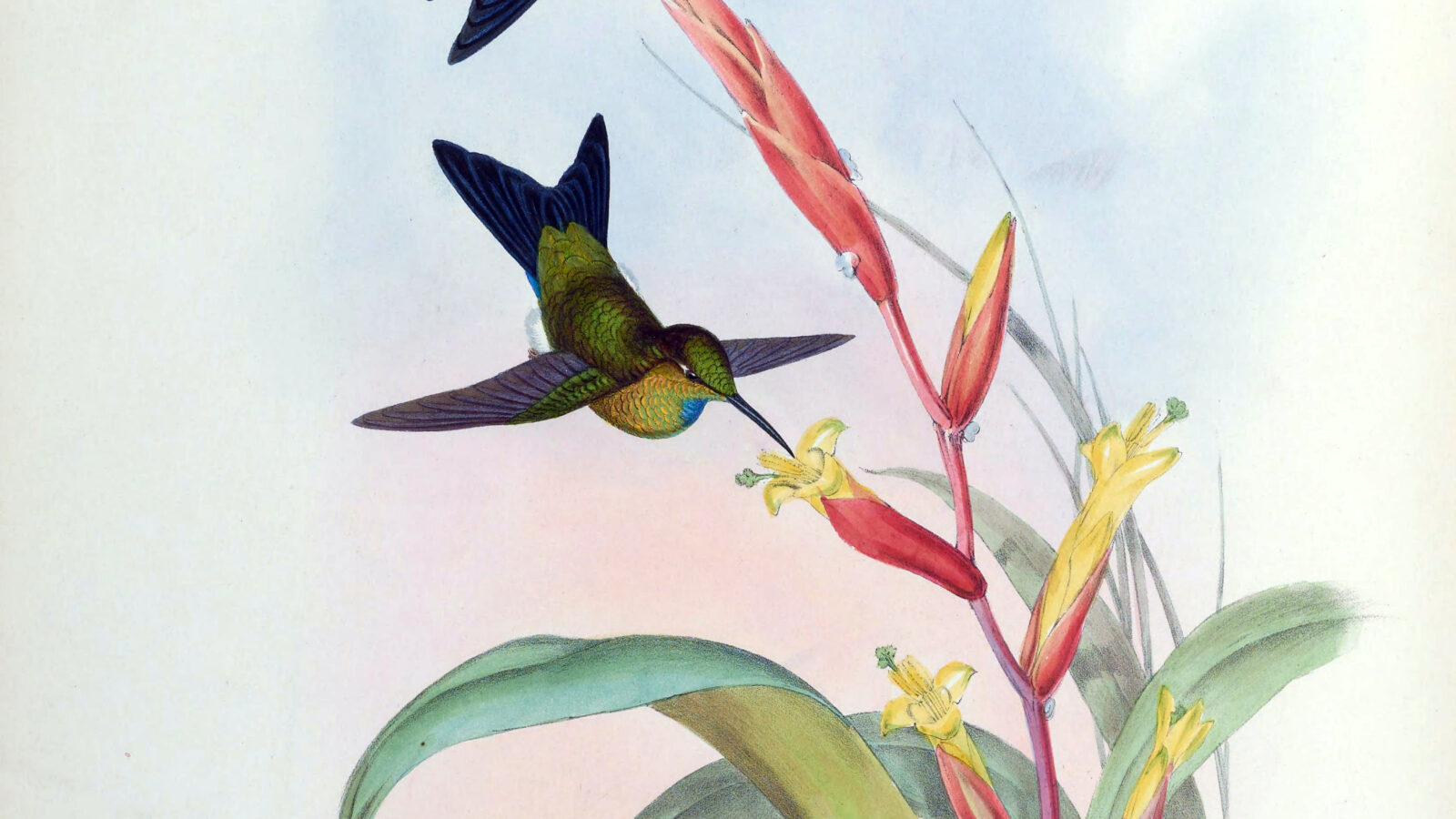 Turquoise-throated Puffleg