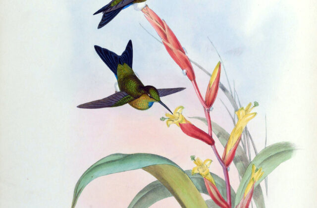 Turquoise-throated Puffleg