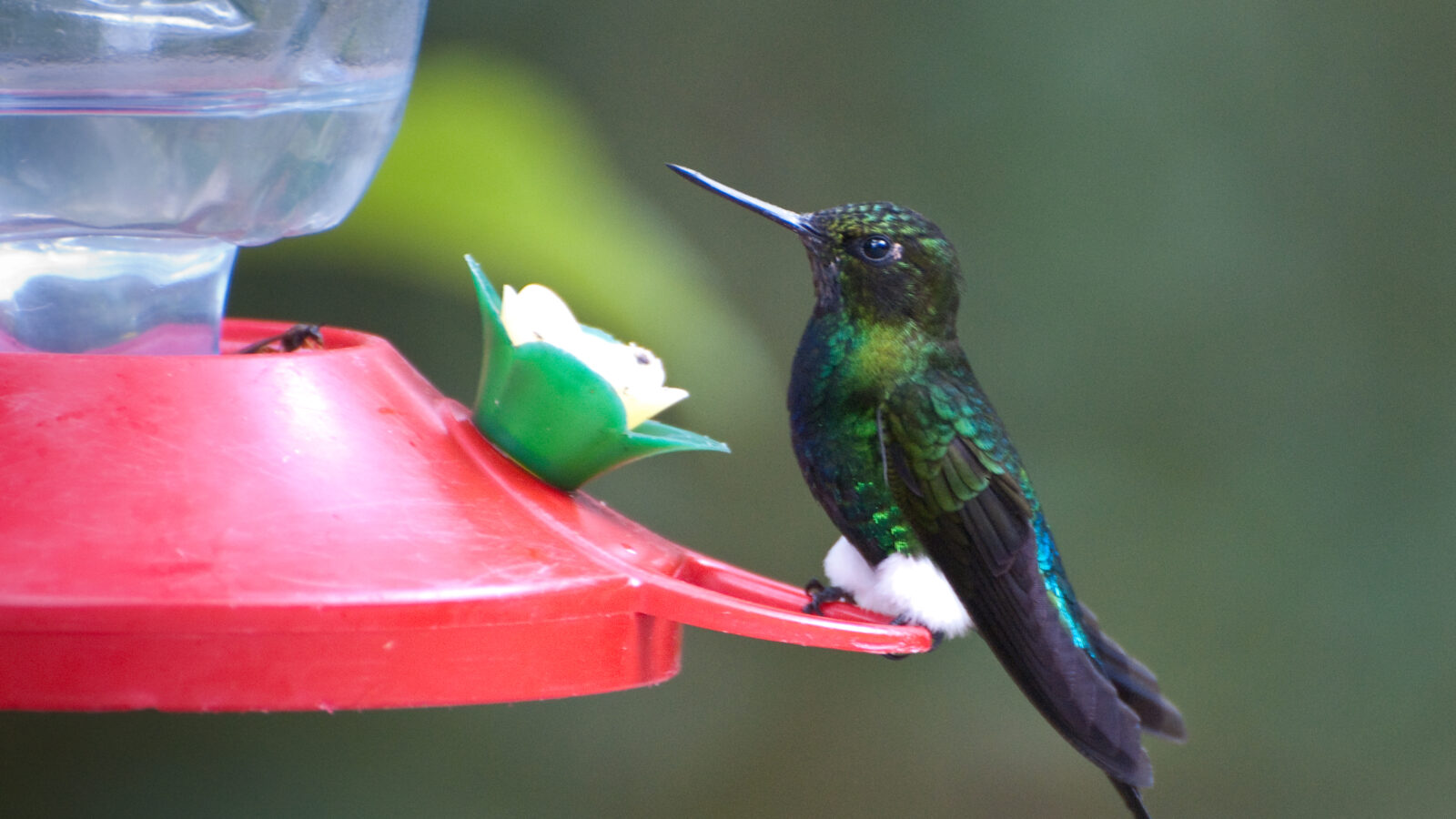 Glowing Puffleg